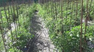 "Мучительное" формирование замерзших томатов. Применяю БУКЕТНЫЙ СПОСОБ.