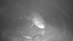 Как клюет налим. Подводное видео.