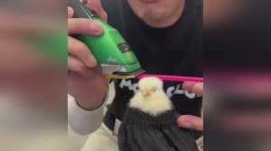 Смешные животные (ч. 3)