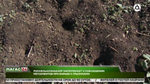 Россельхознадзор напоминает о соблюдении регламентов при борьбе с грызунами