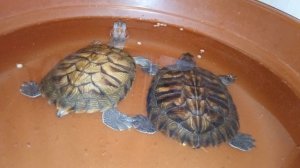 Анекдоты от умной колонки Маруся. Красноухие черепахи 🐢 🐢 🐢 16-12-2025