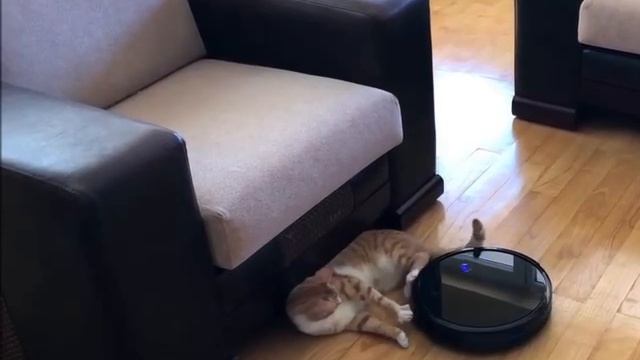 Подчистили кота