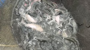 Рыбка чувствует себя отлично