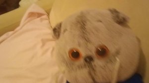 мой любимый котик Басик