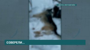 Два случая жестокого обращения с животными зафиксированы в Иркутске