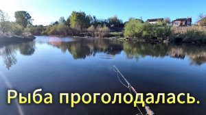 Рыбалка. Рыба съела манку за час