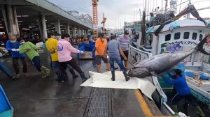 Полная разделка тунца весом 1000кг.