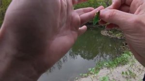 НЕ ДЕЛАЙ ТАК! Рыбалка превратилась в жесть! Рыбалка на лесной реке на спиннинг.