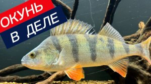 Окунь в Деле