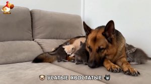 Котята и щенята 🐈🐶 Кошки и собаки 🤗 Милое видео про животных (25)