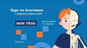 Как связаны кровь, сердце и сосуды? Анатомия для детей. УчиРу. Урок 5.