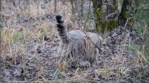 Манул Бабник 😊