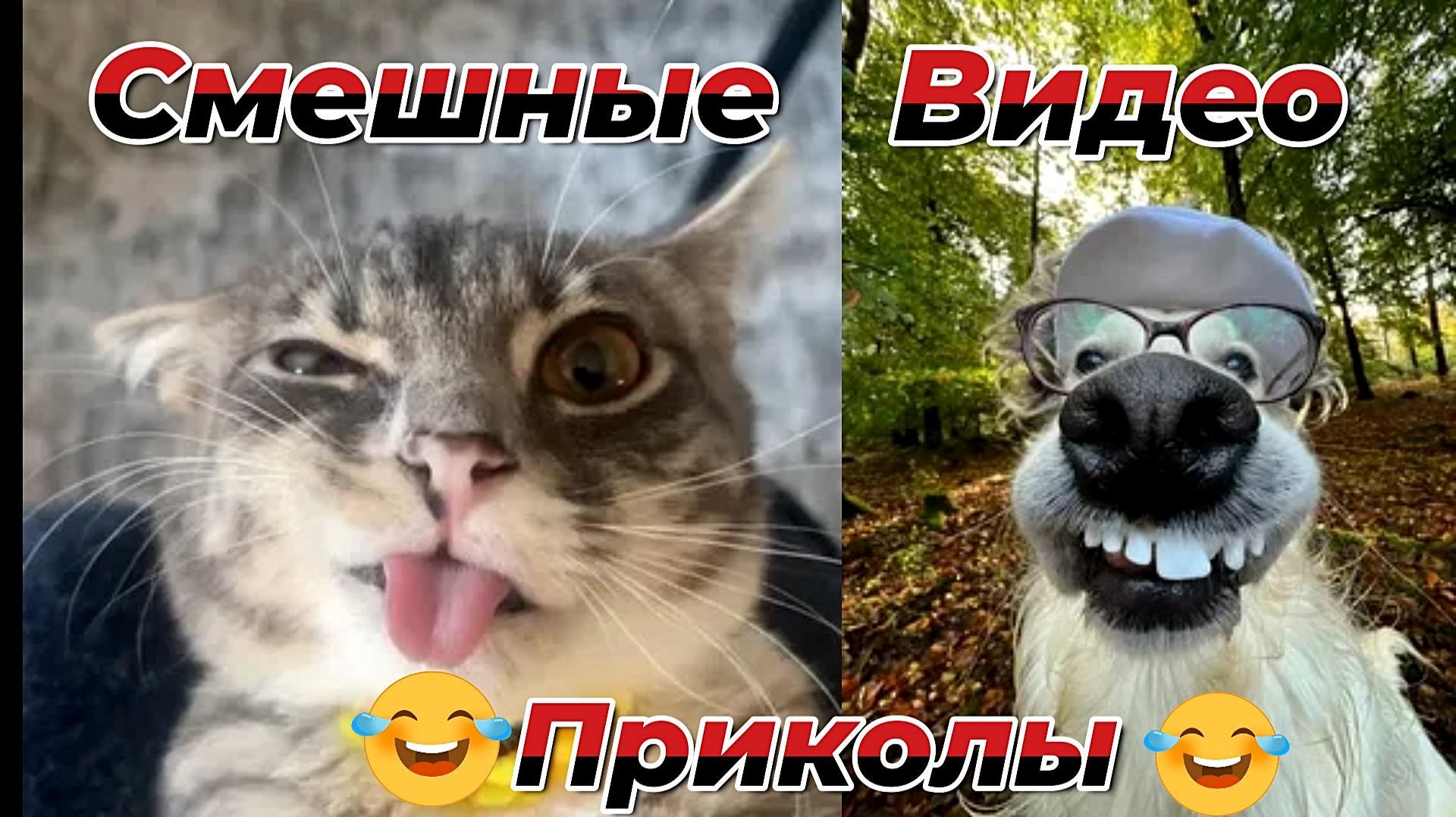 Смешные видео приколы|Коты и собаки|Юмор и Приколы.