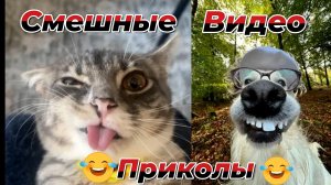 Смешные видео приколы|Коты и собаки|Юмор и Приколы.