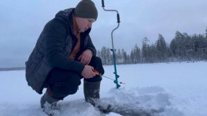 Крупный окунь в декабре.