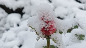 ПЕРВЫЙ СНЕГ НА КУБАНИ
