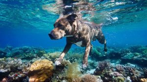 РАЗВЛЕКАТЕЛЬНОЕ ВИДЕО ДЛЯ ДЕТЕЙ