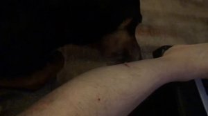 Моя собака на марафоне по зализыванию ран | ASRM - Груминг