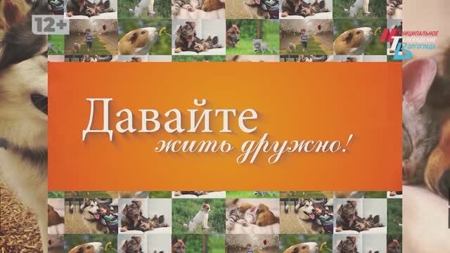 Новая деревня «Альпаково», занятия юных кинологов и любимый хвостатик художника Царицынской оперы