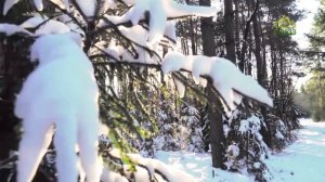 Стихи над миром. Стихотворения Зинаиды Миркиной