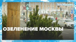 Как озеленяют Москву? | Это Москва — Москва 24 | Контент Как озеленяют Москву? | Это Москва