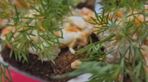 Закуска за 5 минут на Новогодний стол! Часто готовлю Вместо бутербродов с красной икрой.