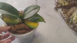 ОрхоVLOG Продолжаю лечить орхидею от грибково_бактер.заболеваний. Посадка детки. Направляю цветон