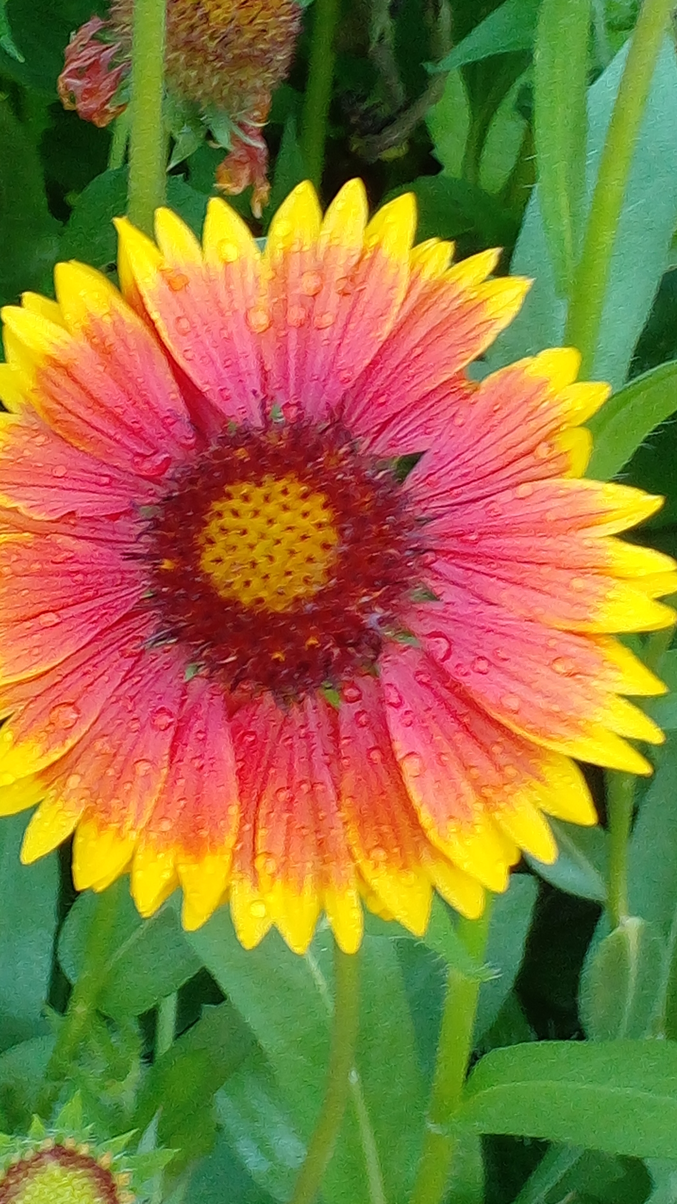 Огненный красивый цветок #цветы смотреть онлайн