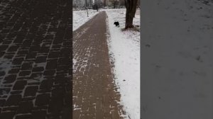 Чёткая собачонка на прогулке