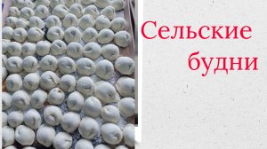 Сельские будни.