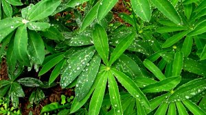 После дождя