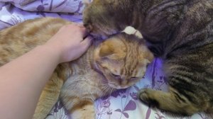 Симбуля с любимой бабушкой 🥰