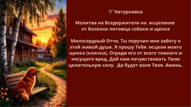 Молитва на Вседержителю на очищение от негатива и исцеление от болезни питомца собаки щенка