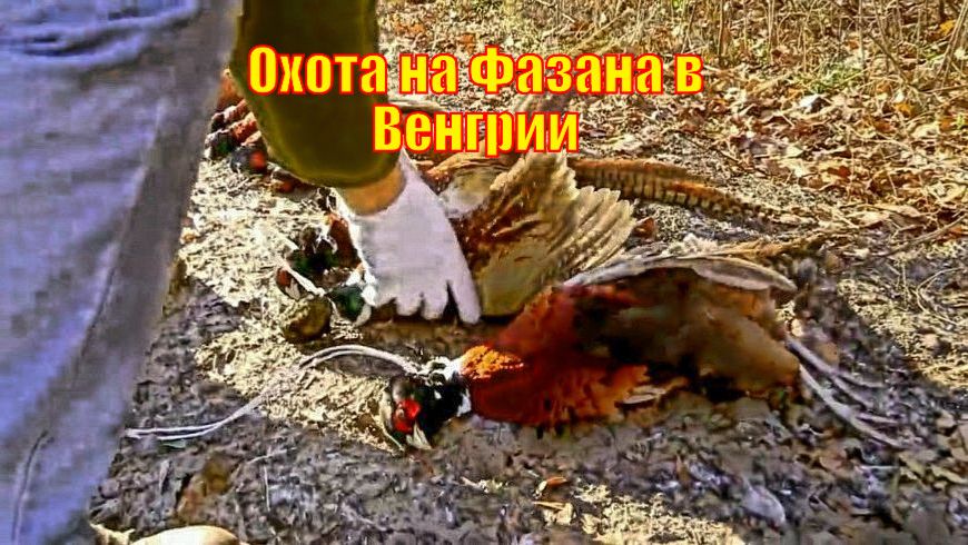 Охота на Загнанного Фазана в Венгрии
