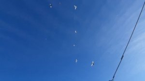 16.12.25 г. Андижанская порода голубей (2)