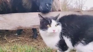 ОВЕЧКА, ХОТЕЛА ОТКУСИТЬ  ВАСЬКУ УХО , А МНЕ МОЙ ПАЛЕЦ ,БОБРЫ УНИЧТОЖАЮ ХУТОР. ДЕЛАЕМ ГНЕЗДА ДЛЯ .