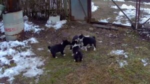 Названный гость. Помет 13.10.2025