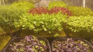 Зеленая радость в зимний день