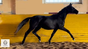 Жеребец ХОХВАЛЬД WD, 2024 г.р. #жеребчтаотHochmeister