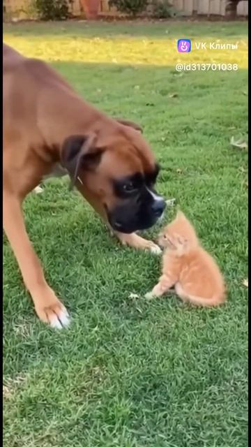 Приколы с животными