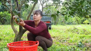 Собираю в саду спелые танджерины и везу на трицикле на продажу. Фуонг. Жизнь во Вьетнаме