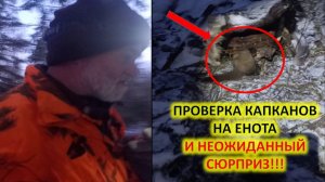 Охота с капканами.Неожиданная добыча. Первая куница добыта