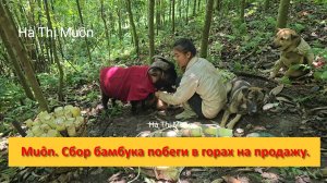 Muôn и друзья из Вьетнама. Сбор бамбука побеги в горах на продажу.