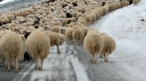 Четыре пастуха пошли спасать скот и погибли из-за бури под Волгоградом