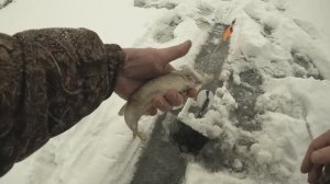 за щукой 13.12.2025