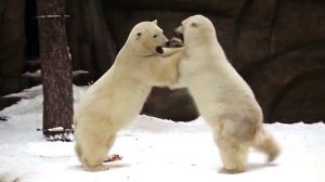 Медвежатам Белке и Стрелке три года и они решили показать себя сильными и взрослыми.