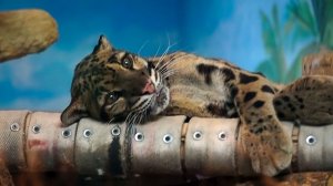 Дымчатый леопард решил отдохнуть на лежанке после сытного ужина.