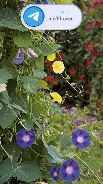 Ипомея — волшебная лиана для быстрого сада! смотреть онлайн