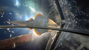 Сочи в декабре. Океанариум. День 2, часть 1