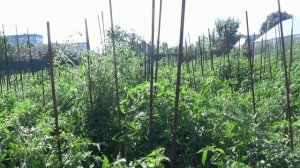 В этом 2023 году все томаты на улице замерзли. Как было в мае и как сейчас. Показываю.